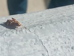 Caloptilia stigmatella