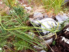 Erysimum flavum altaicum