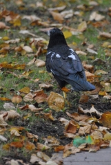 Corvus frugilegus