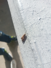 Caloptilia stigmatella