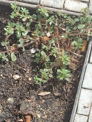 Portulaca oleracea