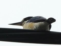 Todiramphus macleayii