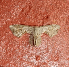 Dysaethria quadricaudata