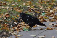 Corvus frugilegus
