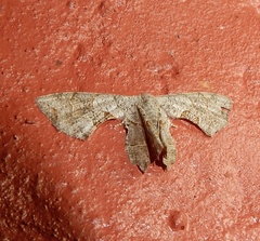 Dysaethria quadricaudata