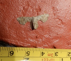 Dysaethria quadricaudata