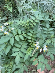 Solanum chacoense