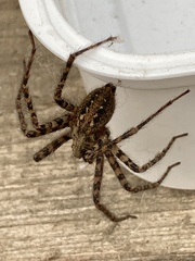 Tegenaria ferruginea