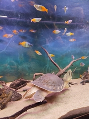 Carettochelys insculpta