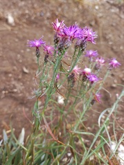 Saussurea salicifolia