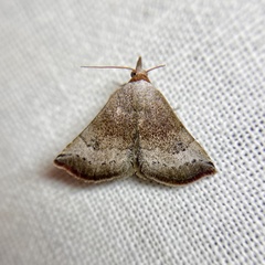 Mataeomera mesotaenia