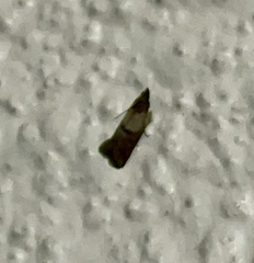 Plodia interpunctella