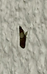 Plodia interpunctella