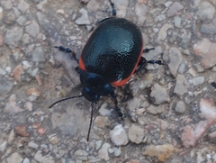 Chrysolina rossia