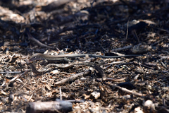 Pholidoscelis chrysolaemus