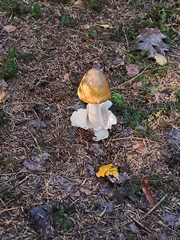 Amanita crocea