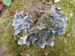 Peltigera canina