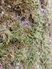 Hypnum cupressiforme