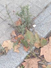 Erigeron canadensis