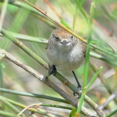 Acanthiza uropygialis