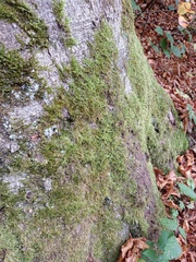 Hypnum cupressiforme