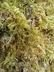 Hypnum cupressiforme