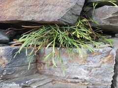 Asplenium septentrionale