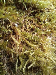 Hypnum cupressiforme