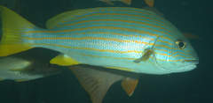 Plectorhinchus chrysotaenia