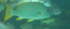 Plectorhinchus chrysotaenia