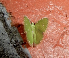 Argyrocosma inductaria