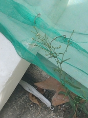 Symphyotrichum subulatum