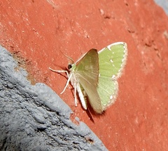 Argyrocosma inductaria