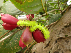 Automeris liberia