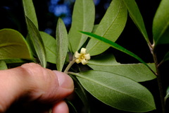 Pittosporum