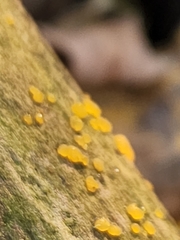Dacrymyces