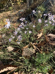 Ionactis linariifolia