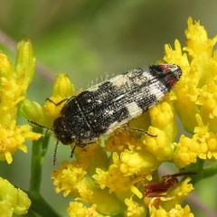 Acmaeodera amabilis