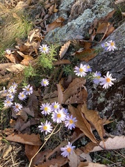 Ionactis linariifolia