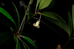 Pittosporum