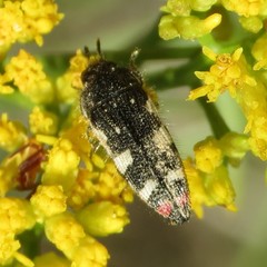 Acmaeodera amabilis