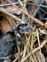 Phidippus regius
