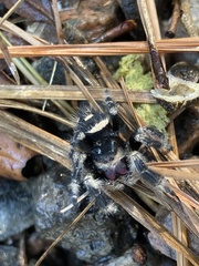 Phidippus regius