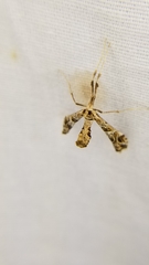 Lineodes