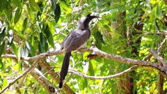Ocyceros birostris