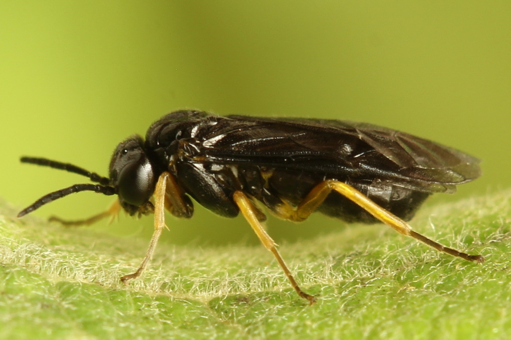 Moss Sawfly