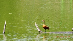 Dendrocygna javanica