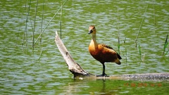 Dendrocygna javanica