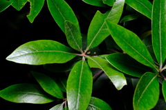Pittosporum