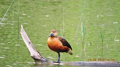 Dendrocygna javanica